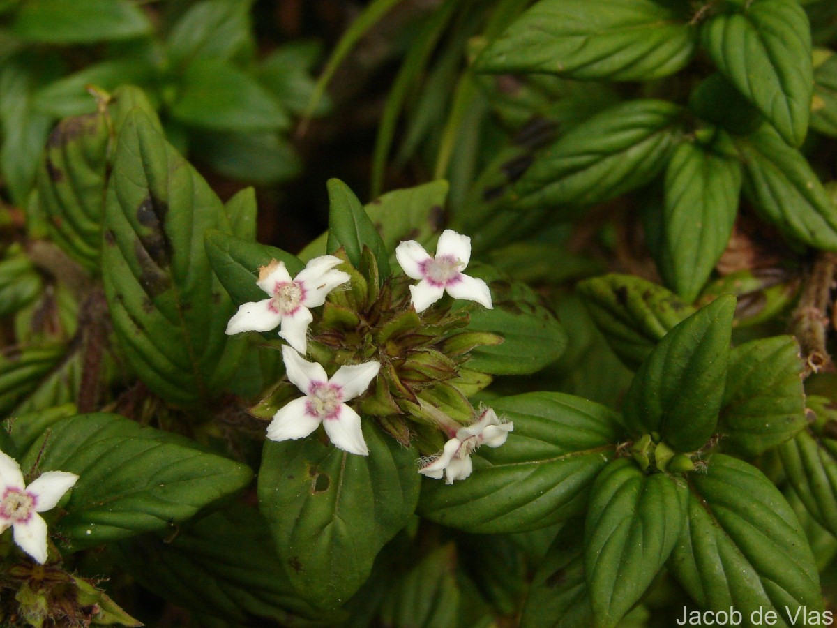 Knoxia platycarpa var. hirsuta (Arn.) Thwaites